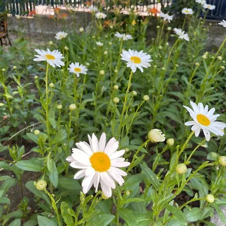 Amadina Garden Hotell *