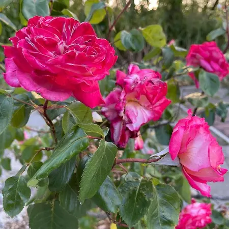 Hotell Amadina Garden *