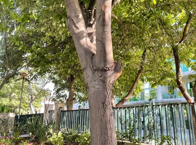 호텔 Amadina Garden 로제넷츠