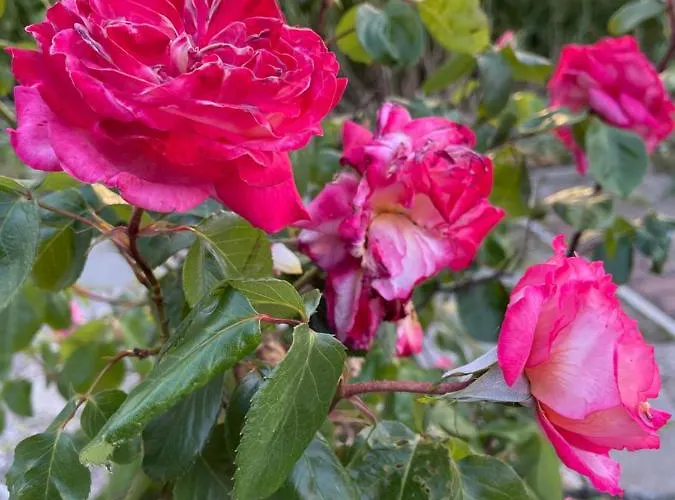 호텔 Amadina Garden *