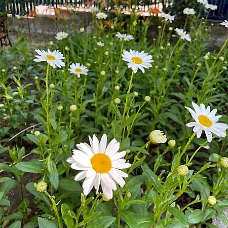 فندق Amadina Garden لوزينيتس