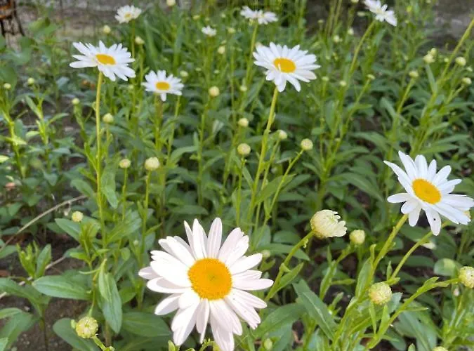 Amadina Garden 호텔 *